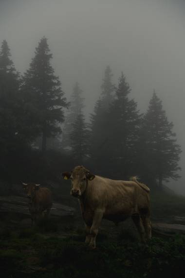 Khe im Nebel